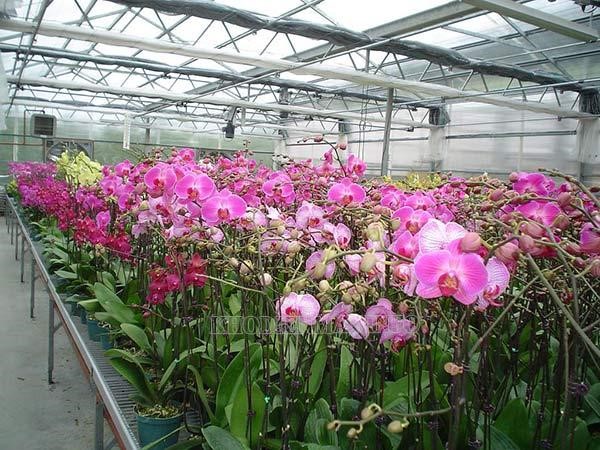 cách trồng và chăm sóc hoa lan